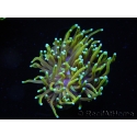 WYSIWYG RAH Euphyllia glabrescens Dragon Soul (Elevage Recifathome) 16B5