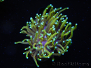 WYSIWYG RAH Euphyllia glabrescens Dragon Soul (Elevage Recifathome) 16B5