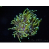 WYSIWYG RAH Euphyllia glabrescens Dragon Soul (Elevage Recifathome) 16B5