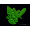 WYSIWYG RAH Toxic Green Acropora humilis  5P2