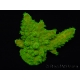 WYSIWYG RAH Toxic Green Acropora humilis  5P2