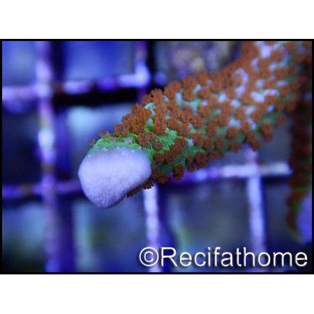 Montipora Fireforest rouge squelette vert métal Taille S