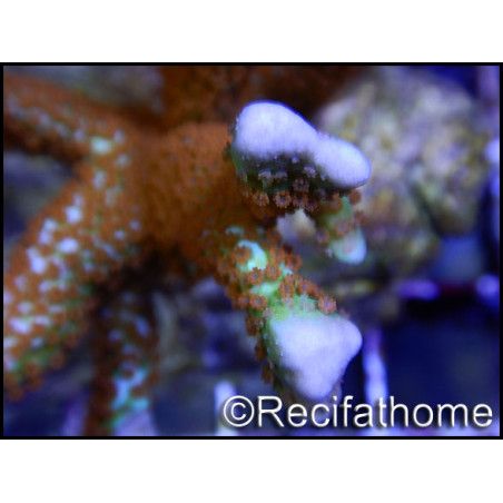 Montipora Fireforest rouge squelette vert métal Taille S