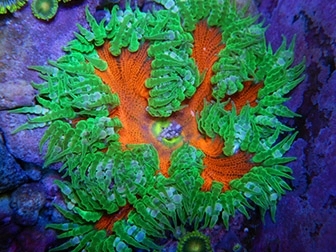 Anemonen