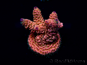 Acropora Maricoltura