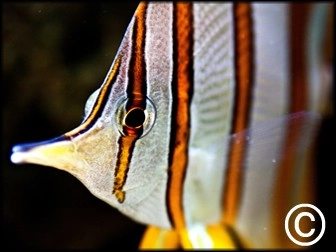Falterfische