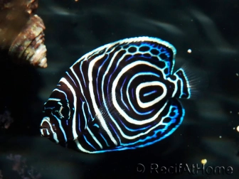 Kaiserfische
