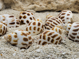Leere Muscheln