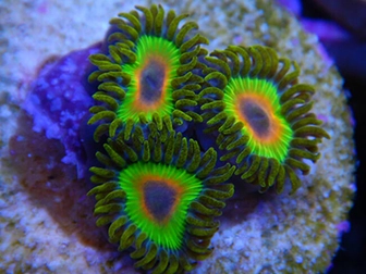 Zoa kweek RAH
