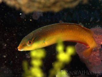 Rainbow Wrasses