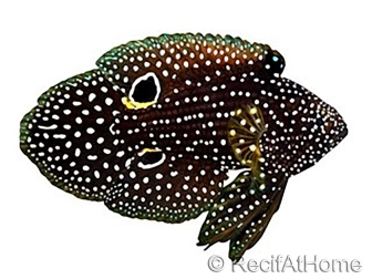 Cometfish