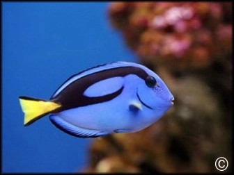 Meerwasserfische
