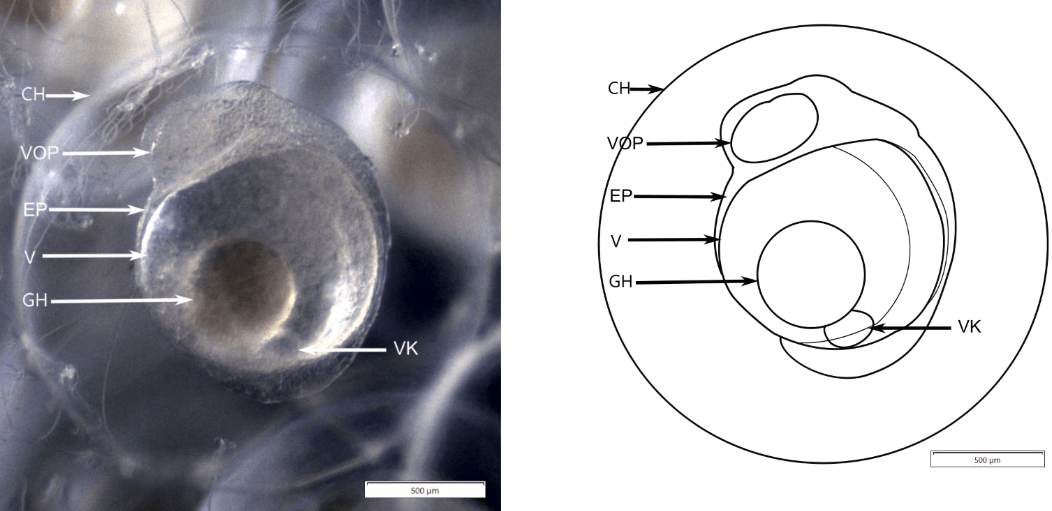 Biotechnologie marine et plateforme RecifAtHome