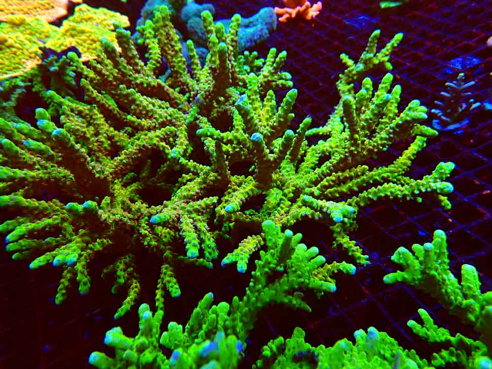 AK Goldenrod Anacropora