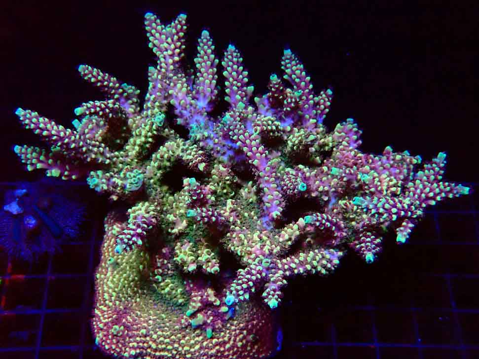 Acropora Dragon Breath