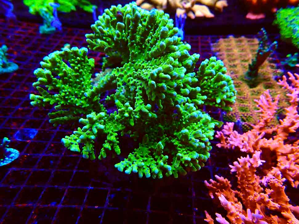 BR Green Goblin Anacropora