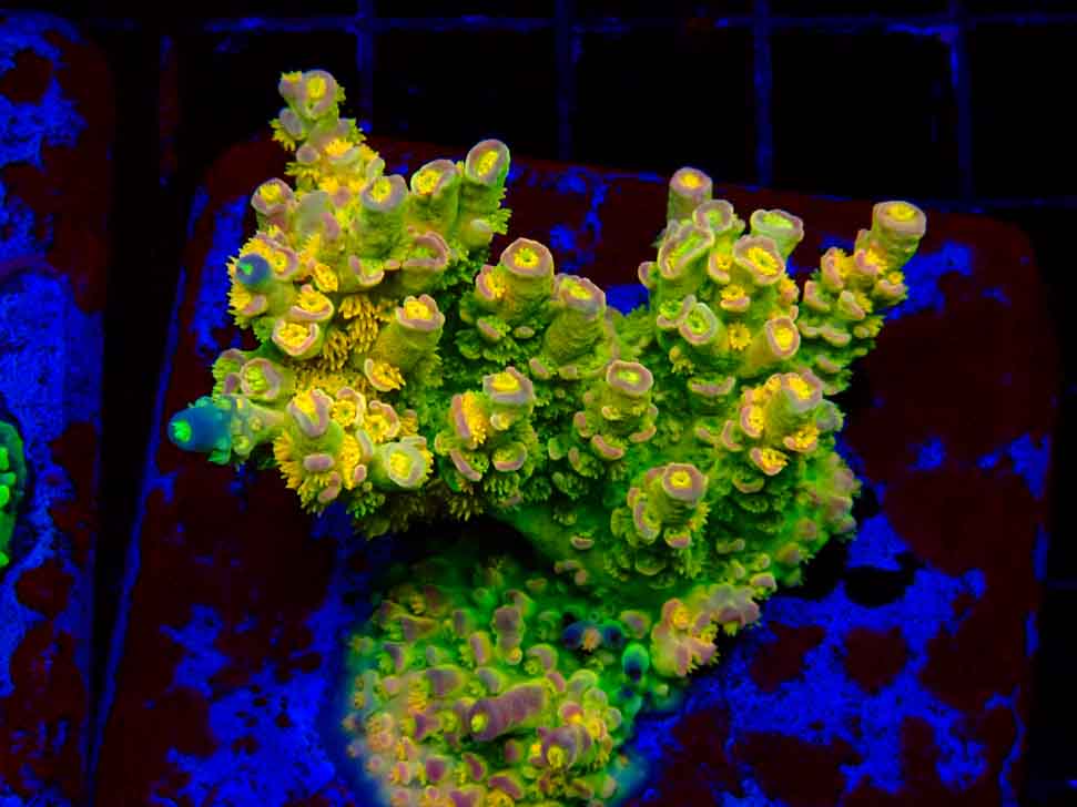 BigR Acropora Walt Disney