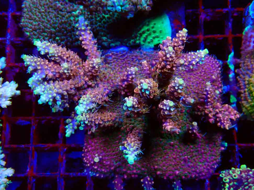 CC Acropora Vodoo Majick 2