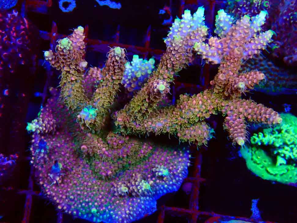 CC Acropora Vodoo Majick