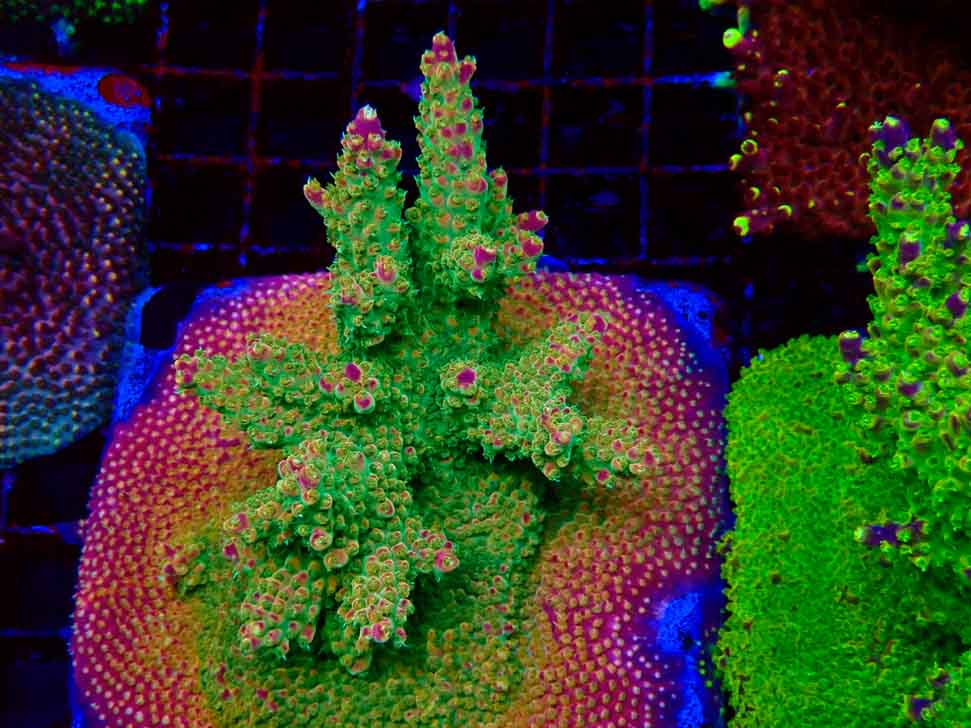 FF Acropora Skittles Bomb