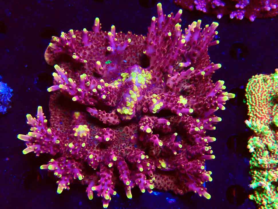 JF Acropora Fox Flame