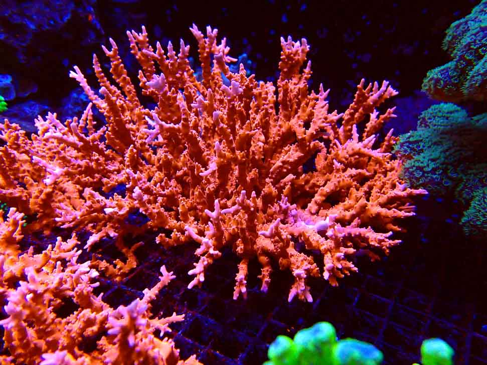 JF TNT Anacropora