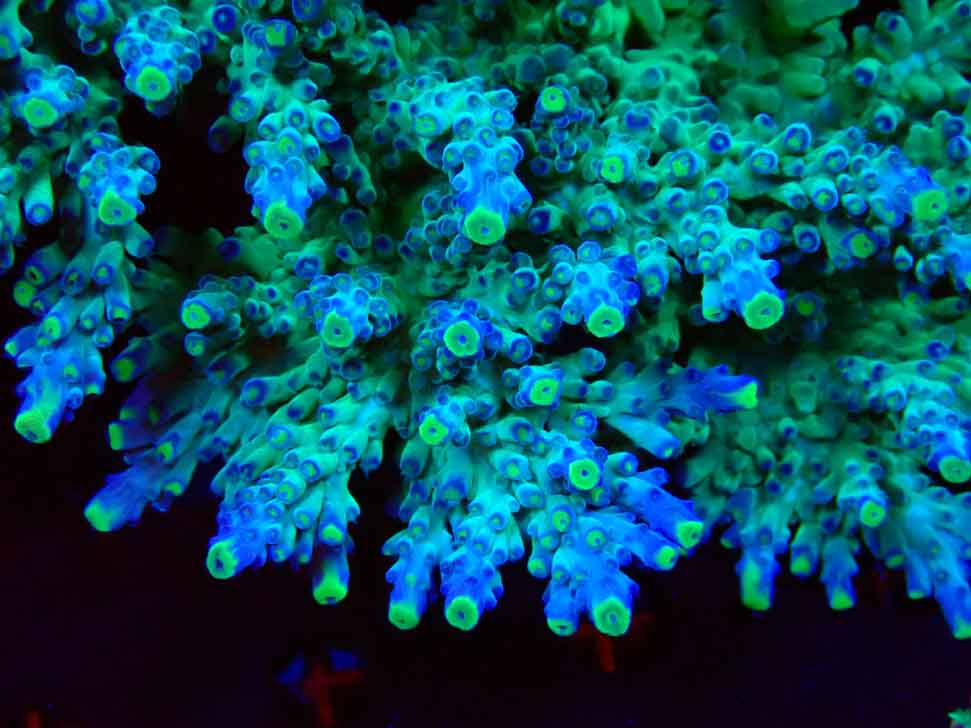 LR Acropora austera Yellow Tips macro