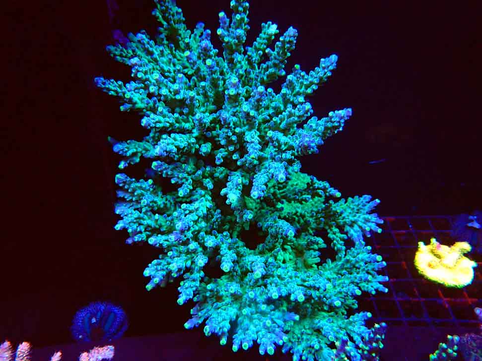 LR Acropora austera Yellow Tips
