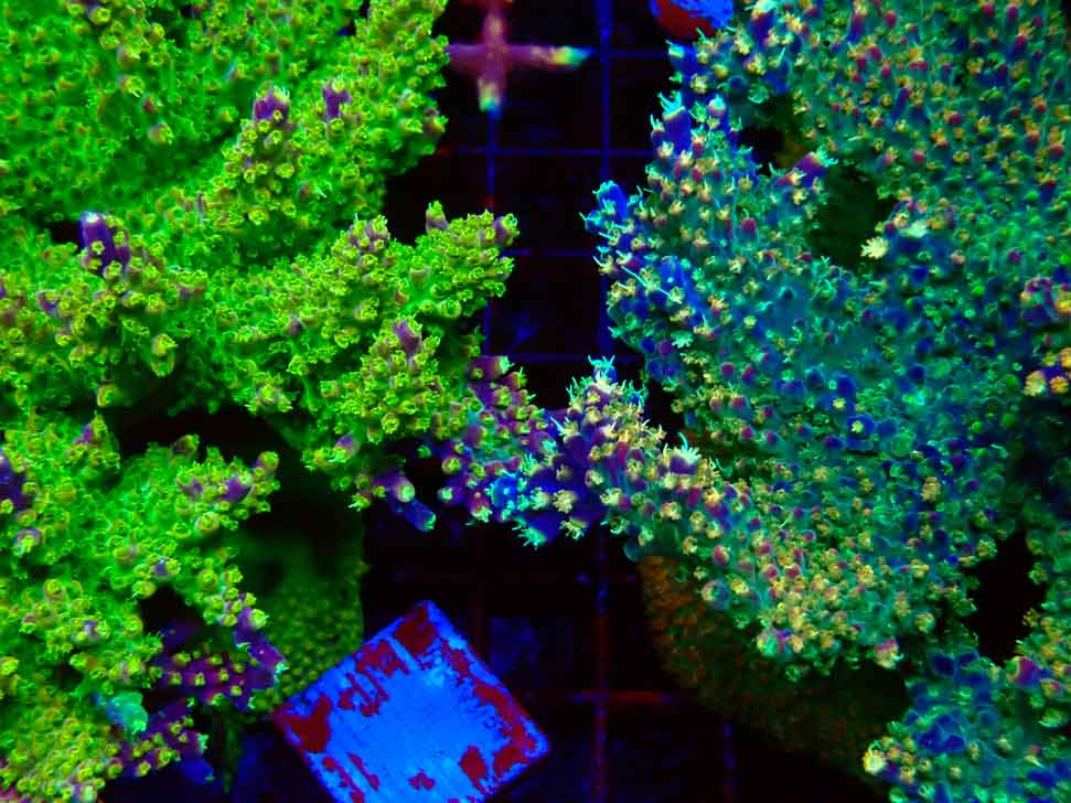 MH Acropora natalensis VS Acropora Fruity Pebbles