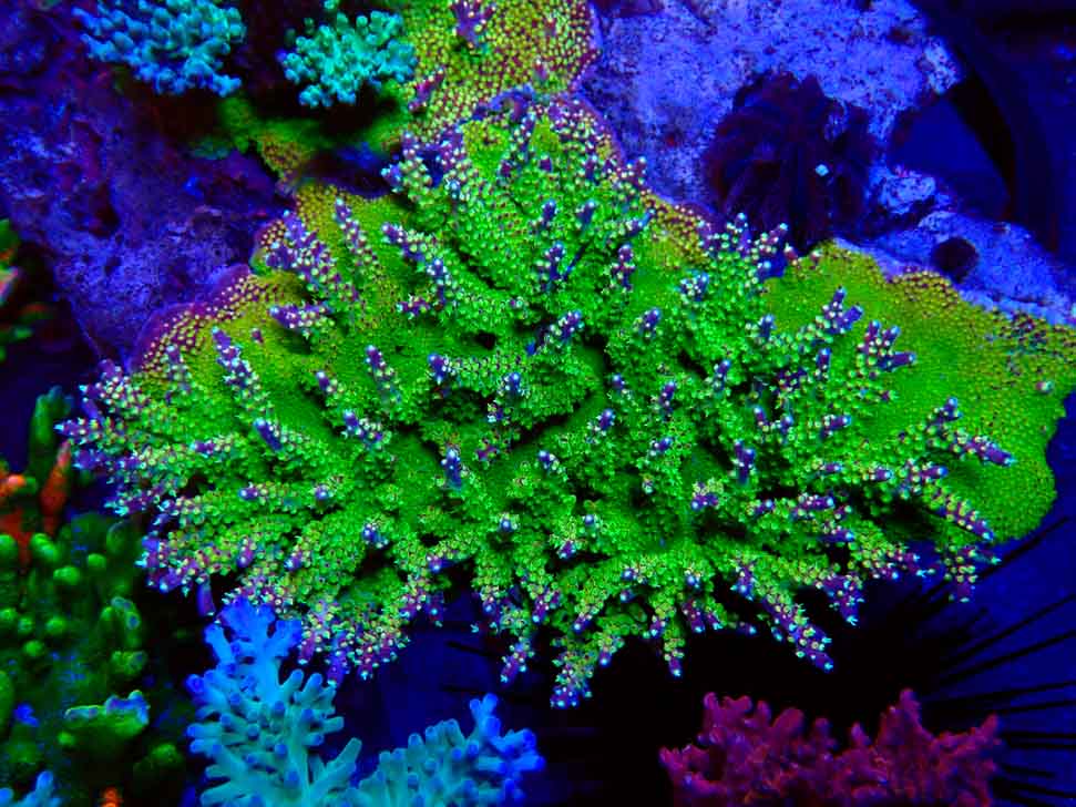 MH Acropora natalensis