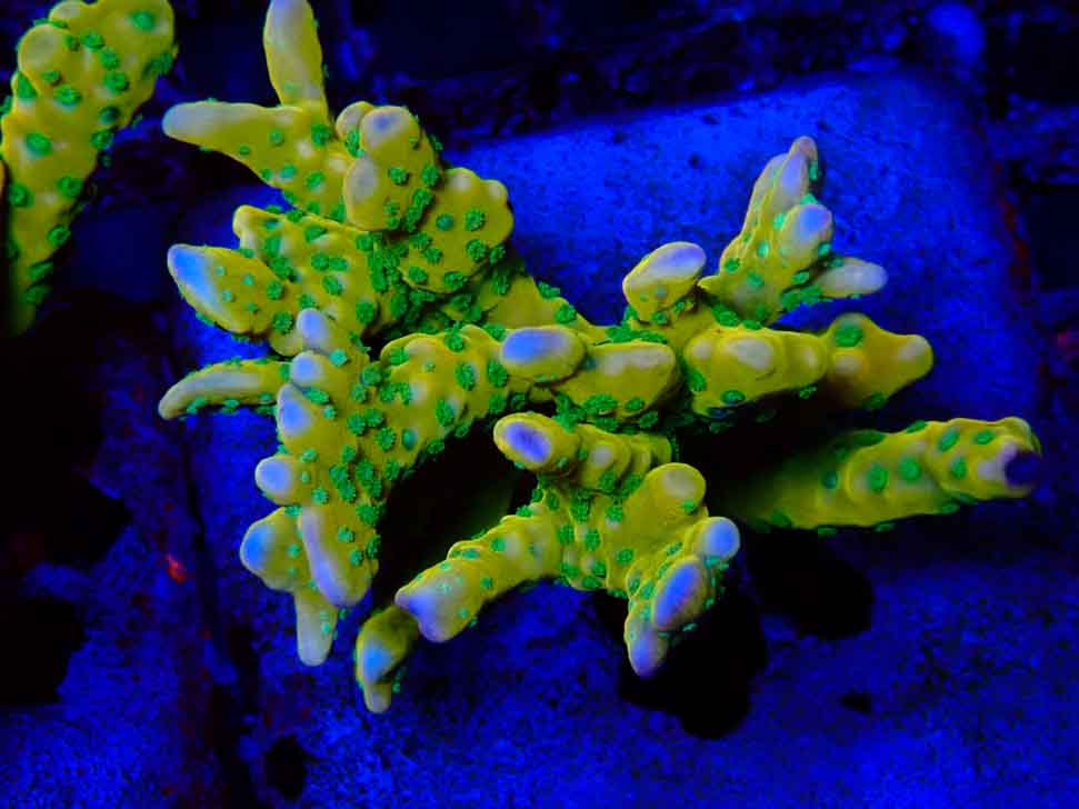 MH Tropicana Anacropora