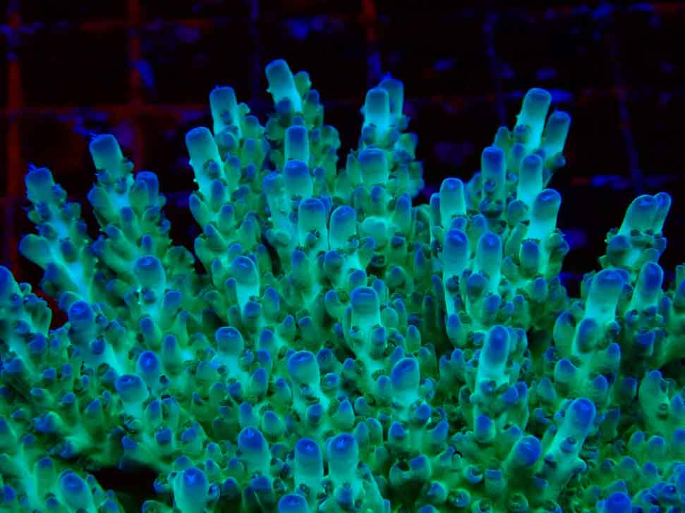 ORA Acropora Pearlberry