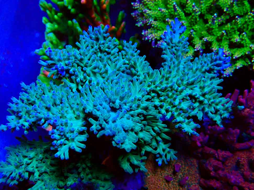 ORA Acropora turaki Hawkins