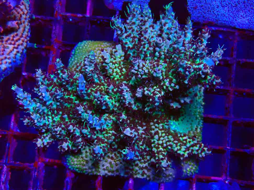 RAH Acropora Basilisk