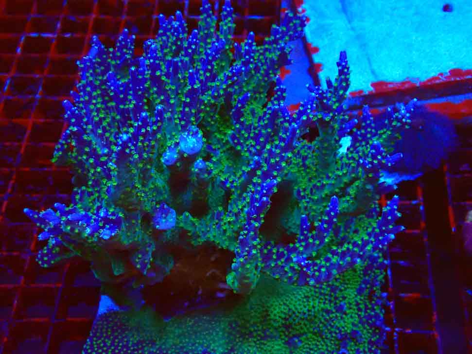 RAH Acropora Blue Lagoon