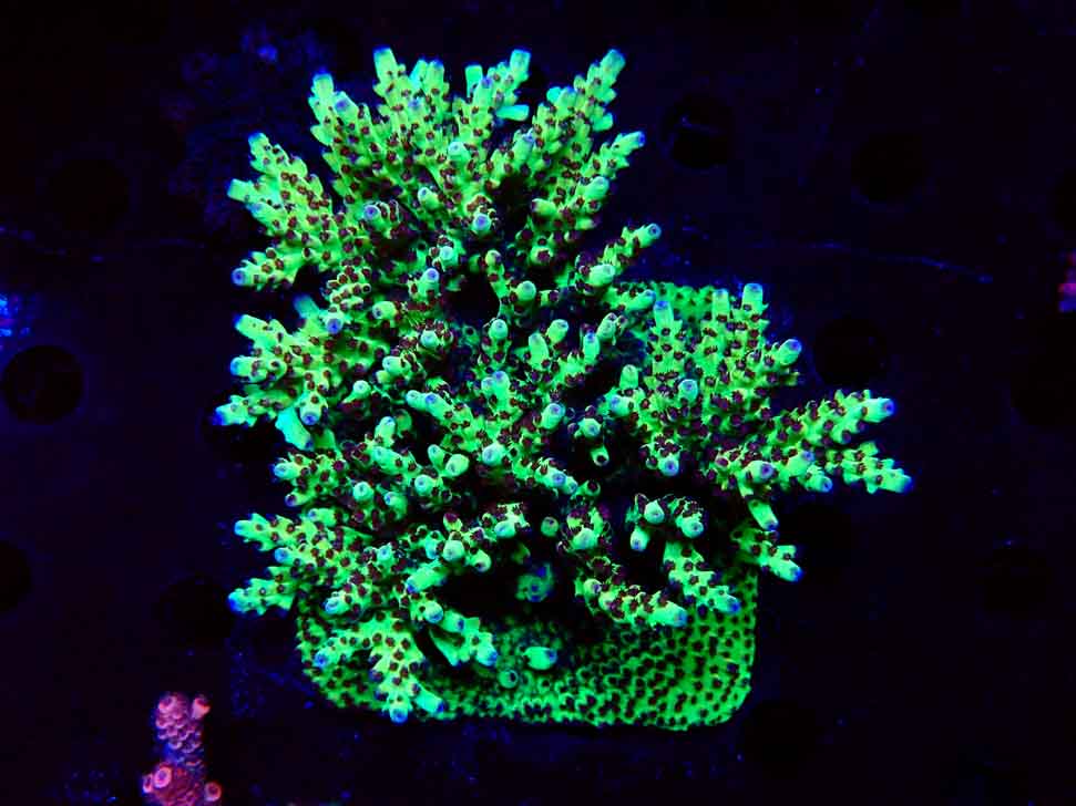 RAH Acropora Bogani