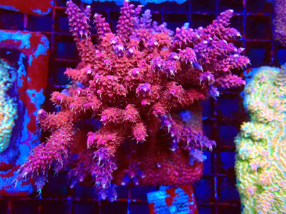 RAH Acropora Flamingo Fury 2