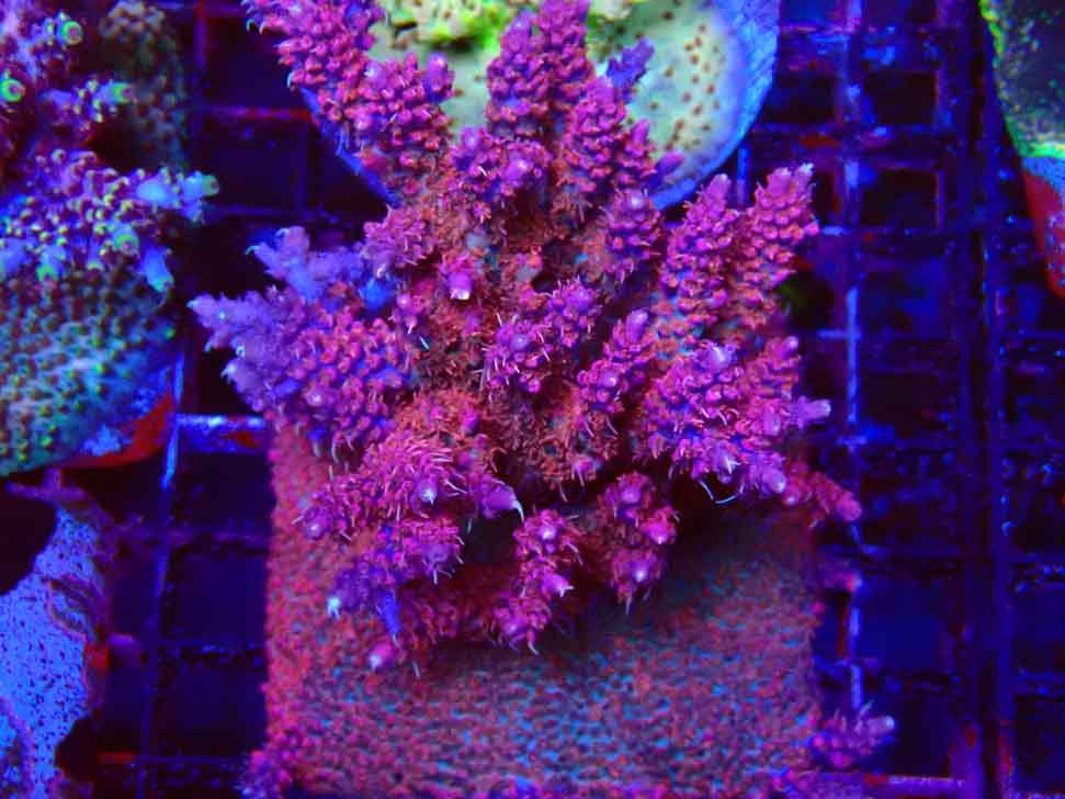 RAH Acropora Flamingo Fury
