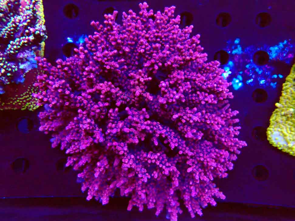 RAH Acropora Ghost Town