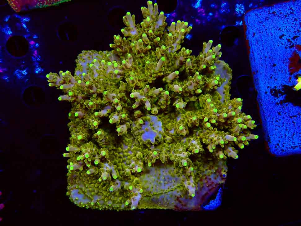 RAH Acropora Gold Finger