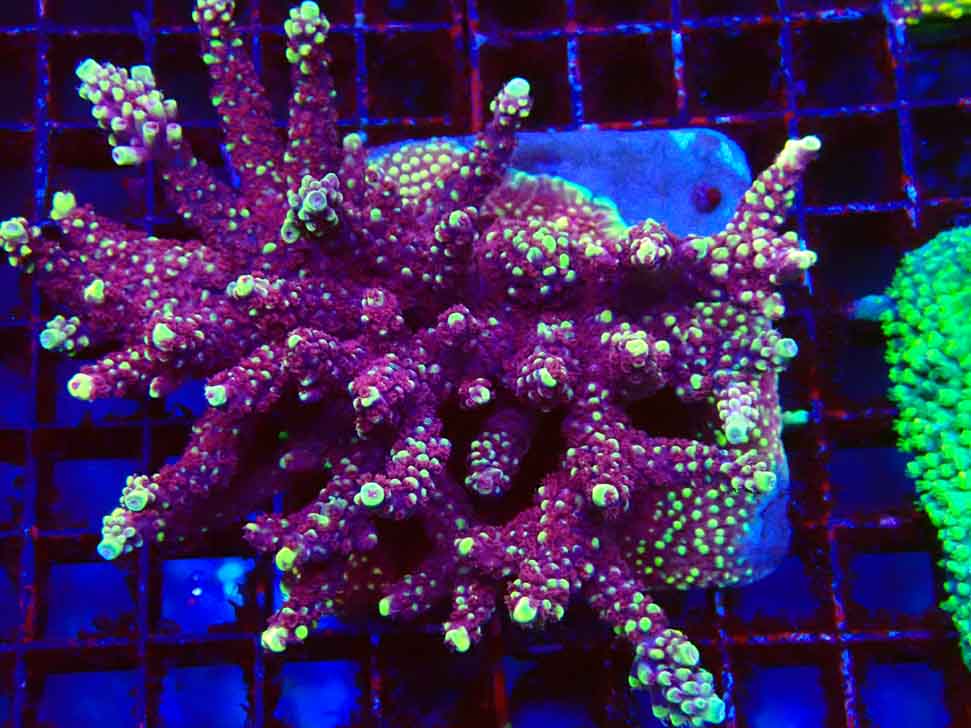 RAH Acropora Helionis