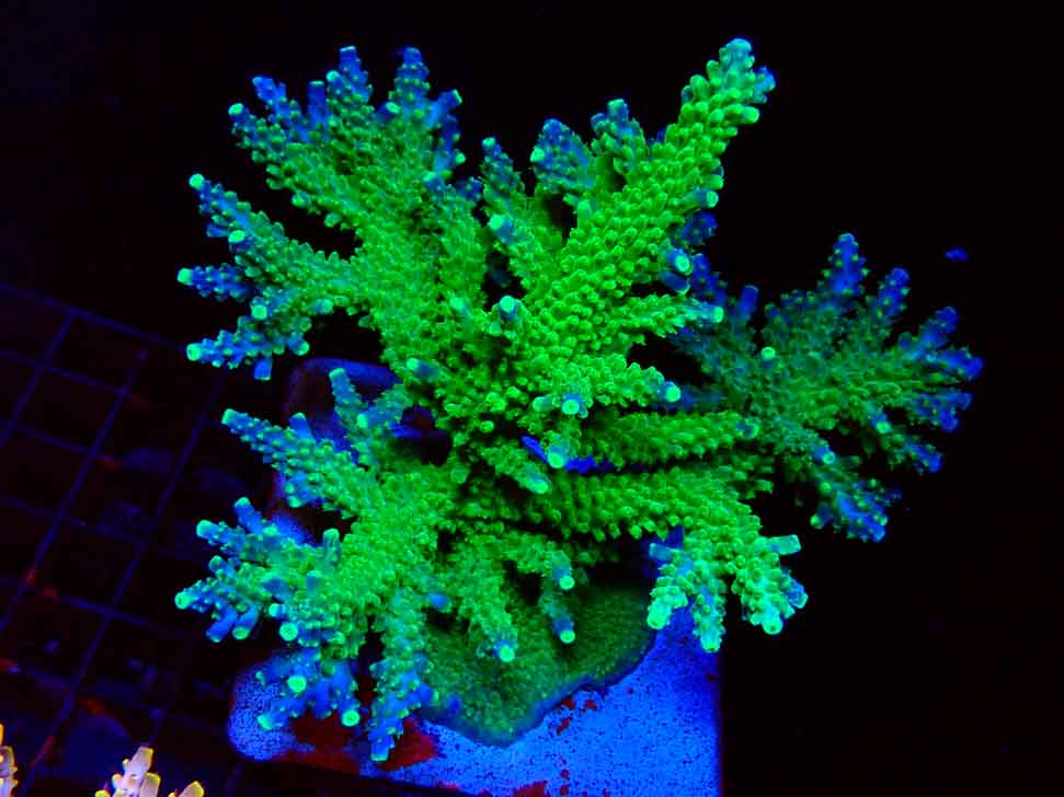 RAH Acropora Joker