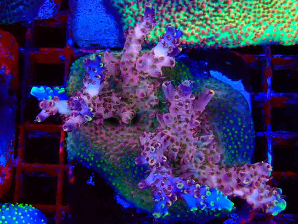 RAH Acropora Moonstone