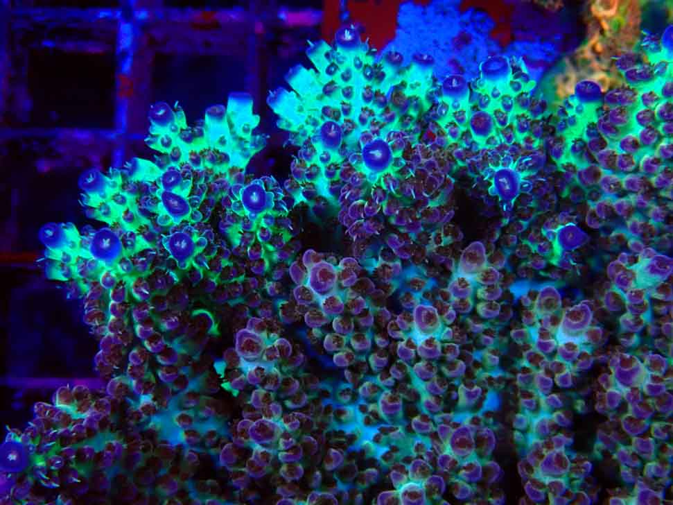RAH Acropora Pandora Fiji macro