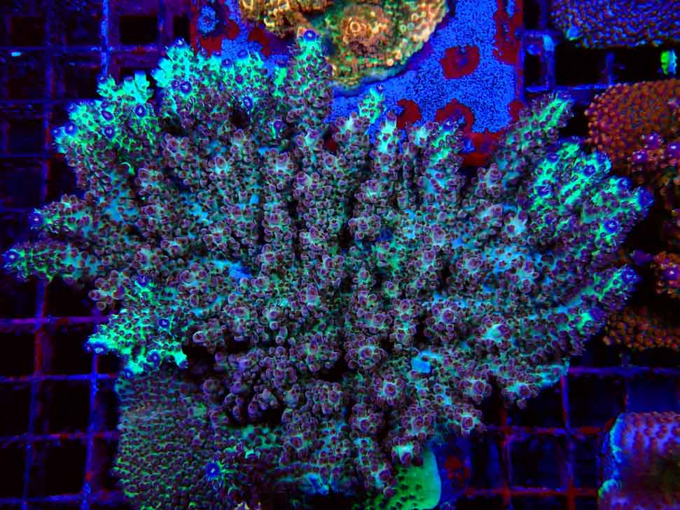RAH Acropora Pandora Fiji