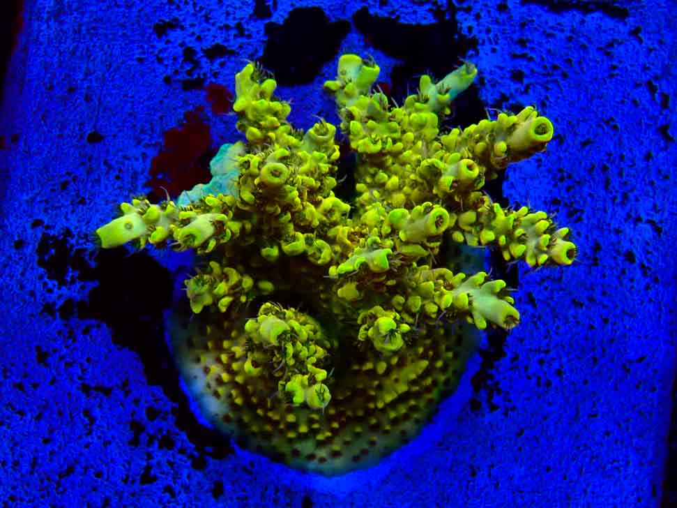 RAH Acropora Pikachu