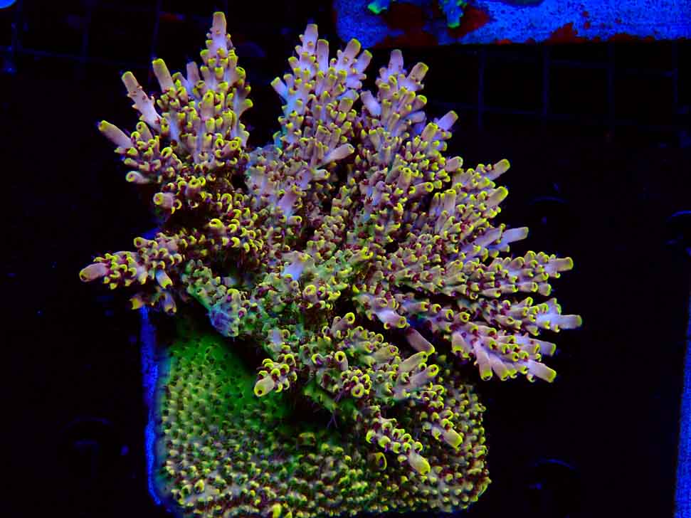 RAH Acropora Pink Floyd