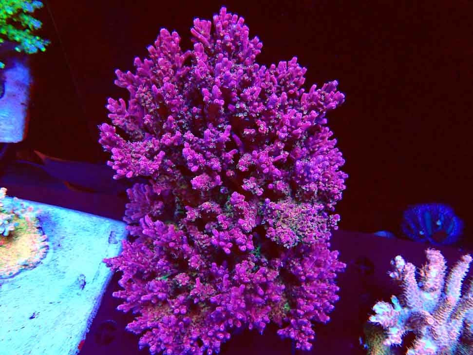 RAH Acropora Princess