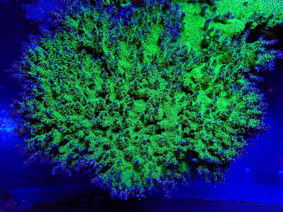 RAH Acropora Purple Haze