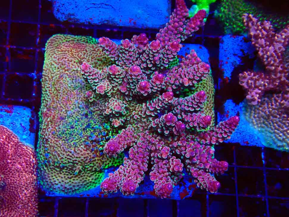 RAH Acropora Rainbow Staghorn